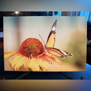 Original Butterfly on Coneflower Photography Art Canvas